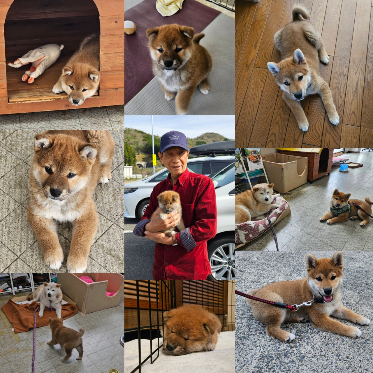 子犬